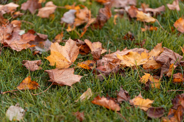 Colorful leaves turning yellow with the onset of autumn.