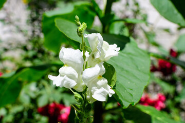 Many white dragon flowers or snapdragons or Antirrhinum in a sunny spring garden, beautiful outdoor...