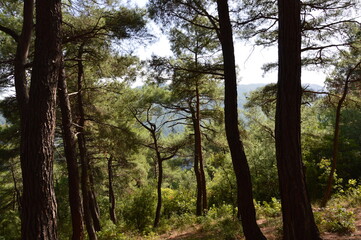 Forest in Bursa, Turkey