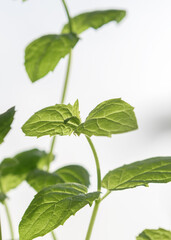 Stems of spearmint on a light background, close-up.