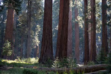 Sequoia Trees Surrounded by Light Rays and Shadows in National Park