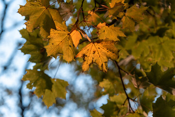 Colorful leaves turning yellow with the onset of autumn.