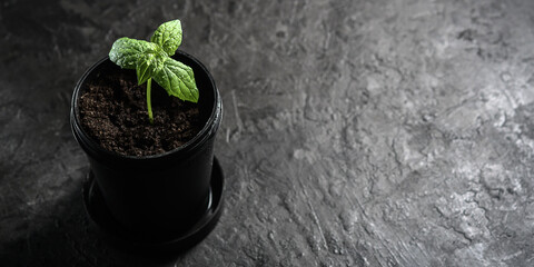 A lonely sprout in a black pot on a dark background with copies of space.