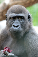 Fototapeta premium Gorilla