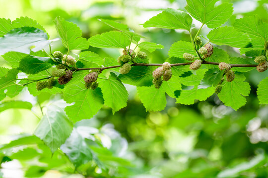 Small black wild white and yellow mulberries with tree branches and green leaves, also known as Morus tree, in a summer garden in a cloudy day, natural background with organic healthy food, .