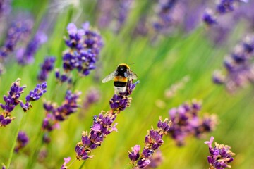 Hummel an Blumen - warm © Alina