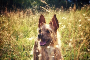 Hund auf Wiese