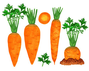 Watercolor carrot growing in the garden bed. Side view orange vegetable isolated on white background. Autumn harvest in the garden. Organic food logo