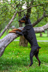 black dog on grass