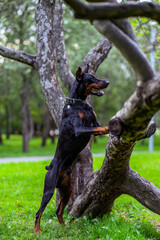 Doberman guard