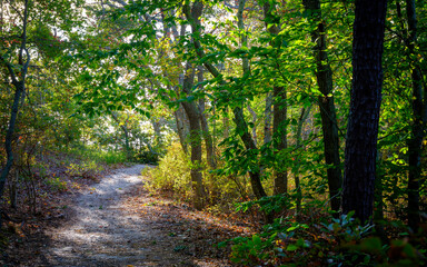 Fototapeta na wymiar Tranquil dirt road in the autumn forest on Cape Cod in October