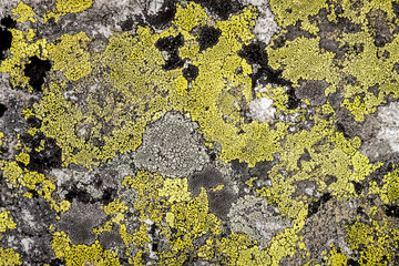 Abstract background, stone and moss texture. Yellow and gray color isolated background