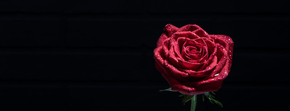 Funeral red rose on a black background with free space for text. Condolence card. mourning concept..