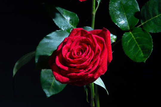 bright red rose with water drops on a black background. card...