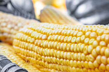 Corn is harvested and dried in sun in baskets and crates on backyard or agricultural farm. Soft focus. Grain as artistic device. Close-up. Outdoors.