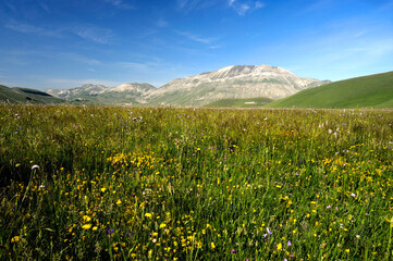 National Park of the Sibillini Mountains, Pian Grande of Castelluccio di Norcia, Umbria, Italy, Europe