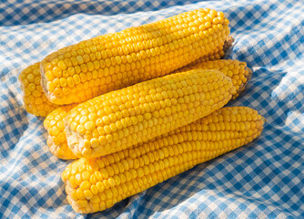 bright yellow corn over cozy blue blanket top view. Autumn still life. time to harvest. organic farm maiz