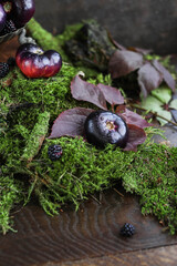 Still life with autumn vegetables in a vintage plate on moss. Black tomatoes with water drops.
