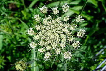 Many delicate white flowers of Anthriscus sylvestris wild perennial plant, commonly known as cow beaked parsley, wild chervil or keck in a forest, outdoor floral background.