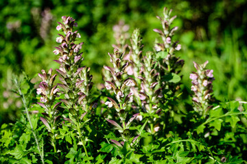 Many small white flowers of Acanthus mollis plant, commonly known as bear's breeches, sea dock, bearsfoot or oyster plant in s sunny summer  garden.