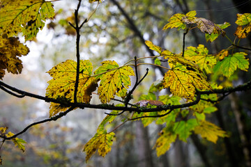The leaves turn colorful