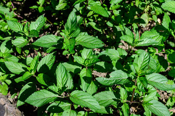 Fresh green peppermint or mentha × piperita, also known as Mentha balsamea leaves in direct sunlight, in an organic herbs garden, in a sunny summer day.