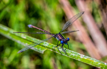 dragonfly on a green leaf