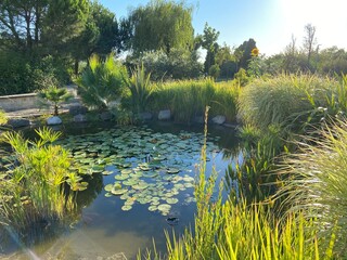 Natural green park with trees, plants and small lake with lotus leaves. Beautiful tranquil place....
