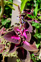 Many green and dark red leaves of coleus decorative plants in the family Lamiaceae, in a sunny spring garden, beautiful outdoor floral background.