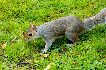 Graues Eichhörnchen - Plage im Pittencrieff Park in Schottland