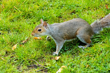 Graues Eichhörnchen - Plage im Pittencrieff Park in Schottland