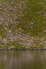 Alpine lake Brebeneskul, the cradle of the Carpathians, a couple of tourists near the lake, reflection in the water.