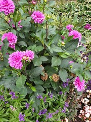 flowers in the garden