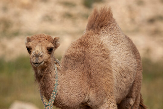 A close up isolated image of  a cute dromedary camel fawn (Camelus dromedarius) at a desert location in Jordan. The baby animal has a cotton handmade band around neck to hang a bell.