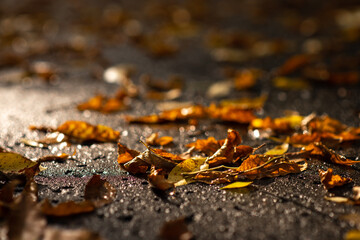 Autumn. Fall. Fallen leaves on wet asphalt with sun rays, background, picture, landscape, close-up