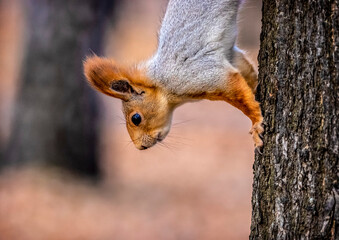 squirrel on a tree