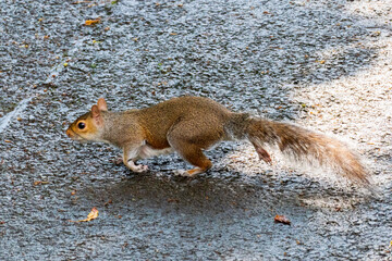 Graues Eichhörnchen - Plage im Pittencrieff Park in Schottland