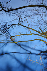 Branches above the water.