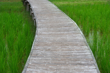 Wooden path way over meadow.