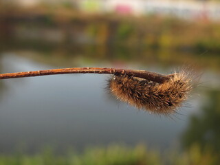 Shaggy brown caterpillar with black eyes on a branch against the background of the river. Close up.