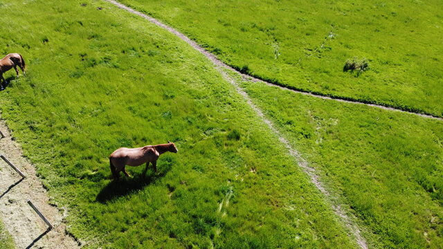Horses on green meadows