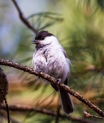 Obraz premium willow tit