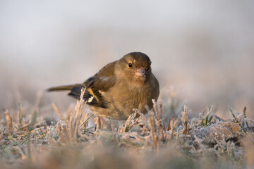 Zięba na szronie © M