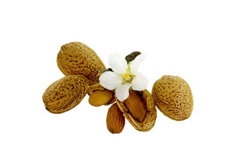 Almond nut in shell and shelled with almond flower isolated on white background close up