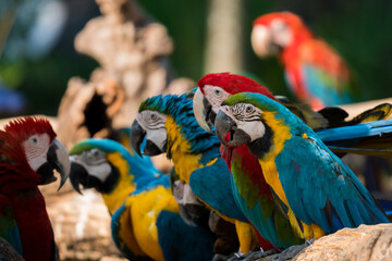 Beautiful macaw parrots close up