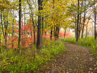 Curving Forest Path Winds Around Vibrant Fall Colors with Autumn Leaves in Yellow, Red, Orange, Brown and Green, Beautiful Fall Landscape 