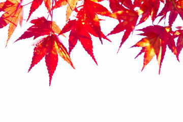 香嵐渓の紅葉