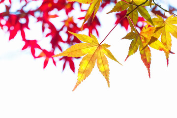 香嵐渓の紅葉