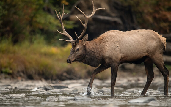 Bull Elk Crossing a Creek 