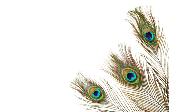 Peacock feathers isolated on white background